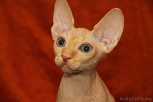Предлагаются на продажу котята канадского сфинкса - Изображение #1, Объявление #594160