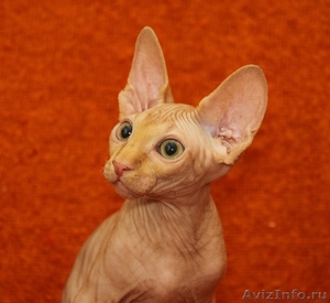 Предлагаются на продажу котята канадского сфинкса - Изображение #3, Объявление #594160