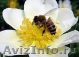 Продам пчел с молодыми матками - Изображение #1, Объявление #605305