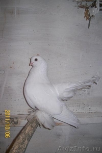 Продам голубей  - Изображение #1, Объявление #699104