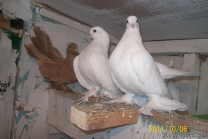 Продам голубей  - Изображение #2, Объявление #699104