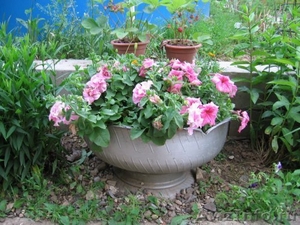 садовые клумбы для вашего сада разных цветов  - Изображение #1, Объявление #679717