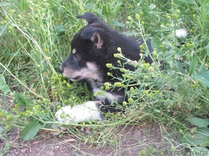 Роскошные щенки от фенотипичной сибирской хаски - Изображение #1, Объявление #700512