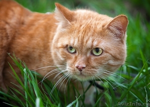 Шикарный рыжий кот ищет дом! - Изображение #1, Объявление #712702