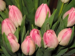 Тюльпаны ежегодная срезка к 8МАРТА 79139044998 новосиб Бугринcкая роща - Изображение #6, Объявление #830461