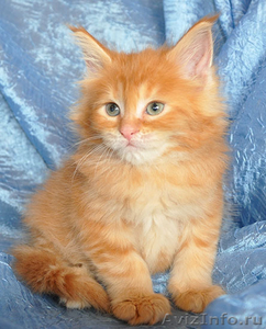 Котята мейн кун - домашние рысята из питомника Огненный Хвост - Изображение #4, Объявление #883389