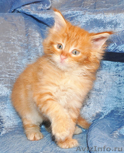 Котята мейн кун - домашние рысята из питомника Огненный Хвост - Изображение #2, Объявление #883389