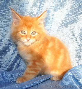 Котята мейн кун - домашние рысята из питомника Огненный Хвост - Изображение #3, Объявление #883389
