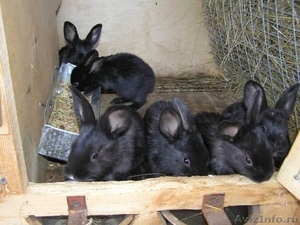 Чистопородные кролики - Изображение #2, Объявление #931518