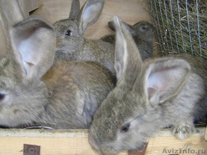 Чистопородные кролики - Изображение #3, Объявление #931518