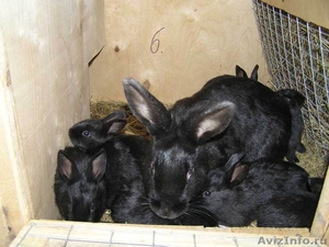 Чистопородные кролики - Изображение #4, Объявление #931518