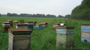 Продам мед в Новосибирск лично - Изображение #1, Объявление #944944