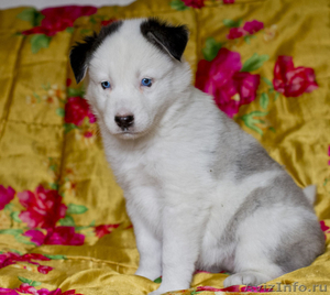 Необыкнов енные щенки якутской лайки - Изображение #3, Объявление #937365