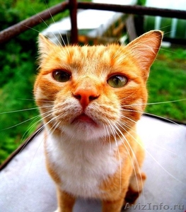 Ярко-рыжий солнечный котик из мультфильма "Шрек" - Изображение #4, Объявление #953433