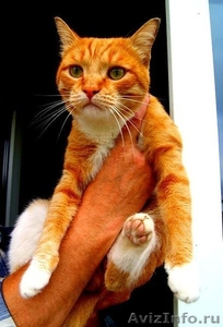 Ярко-рыжий солнечный котик из мультфильма "Шрек" - Изображение #2, Объявление #953433