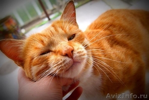 Ярко-рыжий солнечный котик из мультфильма "Шрек" - Изображение #1, Объявление #953433