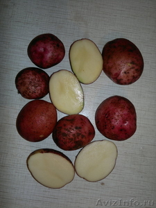 Картофель семенной 2й репродукции качественный - Изображение #1, Объявление #390117