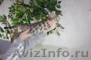 Бенгальские котята питомника Bengalsw - Изображение #2, Объявление #1137255