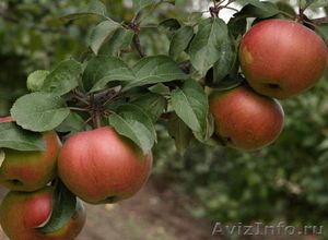Саженцы яблони - Изображение #1, Объявление #841858