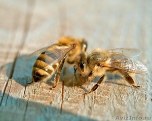 Пчелопакеты Карпатской пчелы - Изображение #1, Объявление #1209633