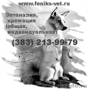 Эвтаназия, Усыпить домашнее животное (собаку, кошку) цена в Новосибирске  - Изображение #1, Объявление #1242771