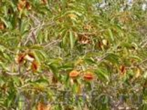 Растительные оздоровительные чаи. Кинкелиба. Западная Африка - Изображение #1, Объявление #1240273