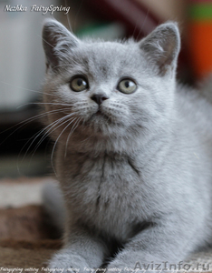 Британские котята из питомника - Изображение #3, Объявление #1321952
