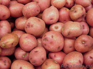 Семенной сортовой картофель оптом - Изображение #3, Объявление #1395366