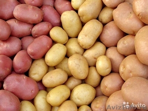 Семенной сортовой картофель оптом - Изображение #1, Объявление #1395366