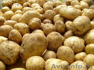 Семенной сортовой картофель оптом - Изображение #2, Объявление #1395366