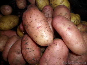 Продам продовольственный картофель «Любава» - Изображение #2, Объявление #1395385