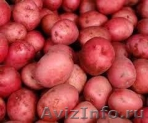 Семенной сортовой картофель оптом - Изображение #4, Объявление #1395366