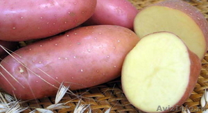 Продам семенной сортовой картофель - Изображение #1, Объявление #1403482