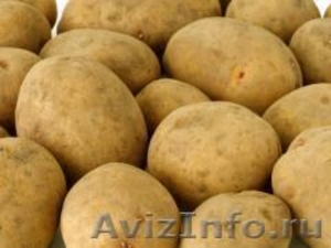 Семенной картофель из Беларуси в Новосибирске - Изображение #1, Объявление #1496693