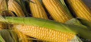 Кукуруза В Початках И Зерном. - Изображение #1, Объявление #1516442