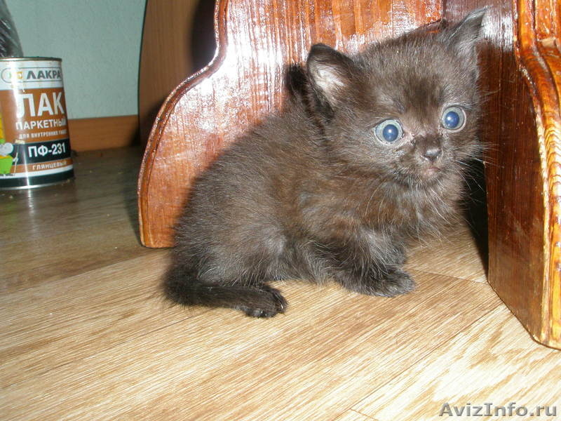 Котята ! ё11111!!!!!!!!! - Изображение #2, Объявление #443153