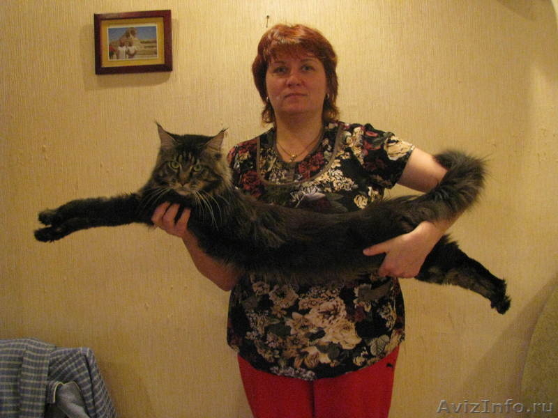 продам котят Мейн-кун кошки-великаны - Изображение #1, Объявление #515502