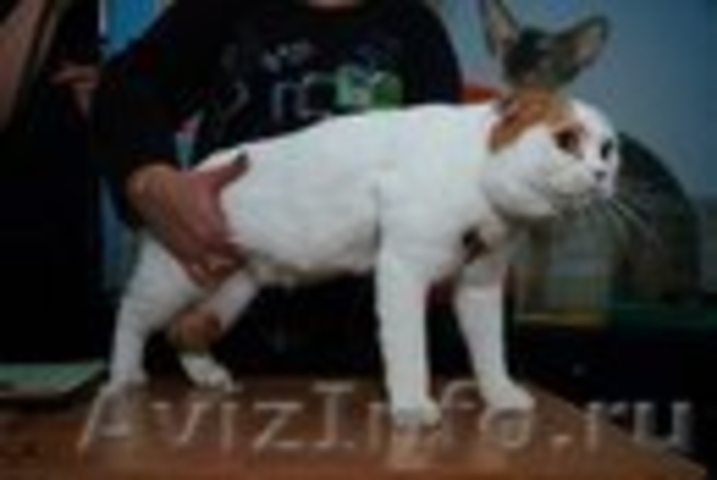Красавец Скоттиш-фолд с редким окрасом,приглашает на вязку кошечек.. - Изображение #1, Объявление #639790