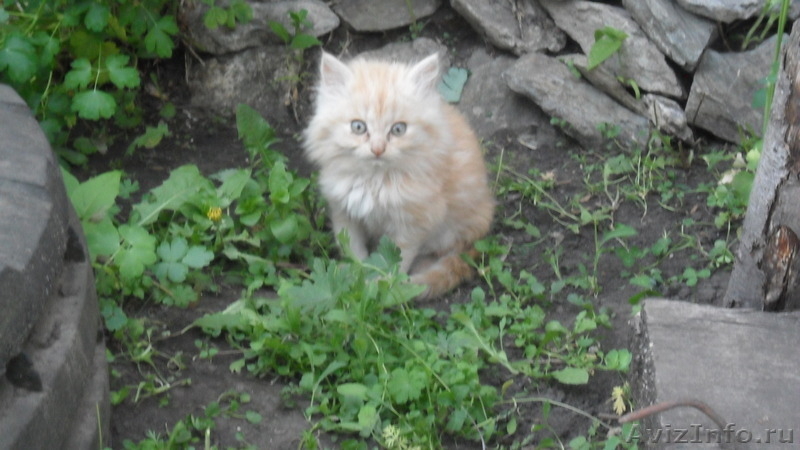 !Отдадим котяток в добрые руки.Красивые,пушистенькие - Изображение #2, Объявление #686427