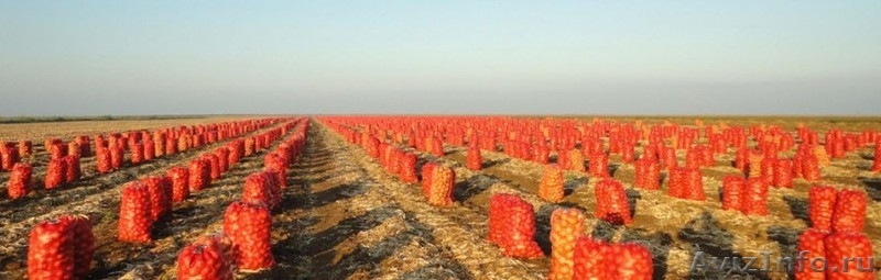 Продам лук оптом, качественный, самовывоз   - Изображение #1, Объявление #1312006